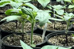 Tucson plants for sale